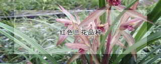 红色兰花品种,第1图