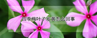 四季梅叶子发黄怎么回事,第1图