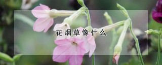 花烟草像什么,第1图