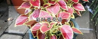 彩叶草花语,第1图