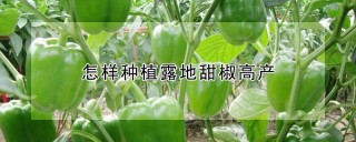 怎样种植露地甜椒高产,第1图