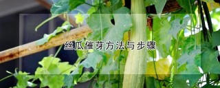 丝瓜催芽方法与步骤,第1图