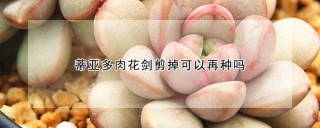 蒂亚多肉花剑剪掉可以再种吗,第1图