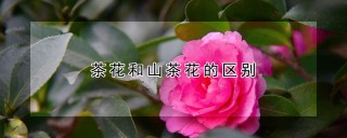 茶花和山茶花的区别,第1图