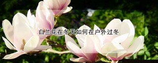 白兰花在冬天如何在户外过冬,第1图