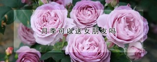 月季可以送女朋友吗,第1图