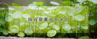 铜钱草喜欢阳光吗,第1图