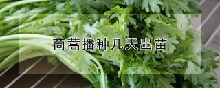 茼蒿播种几天出苗,第1图