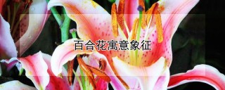 百合花寓意象征,第1图