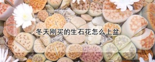 冬天刚买的生石花怎么上盆,第1图