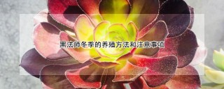 黑法师冬季的养殖方法和注意事项,第1图