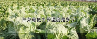 白菜最低生长温度是多少,第1图