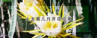 火龙果几月开花结果,第1图