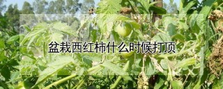 盆栽西红柿什么时候打顶,第1图