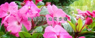 如何种凤仙花步骤,第1图