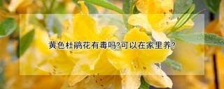 黄色杜鹃花有毒吗?可以在家里养?,第1图