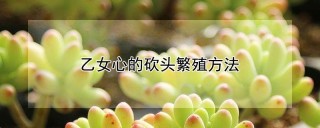 乙女心的砍头繁殖方法,第1图