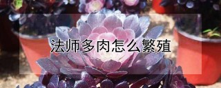 法师多肉怎么繁殖,第1图