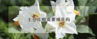 土豆花期需要摘花吗,第1图