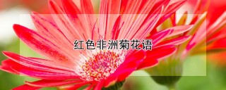 红色非洲菊花语,第1图