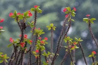 虎刺梅夏天怎么浇水，控制好浇水量切忌积水,第5图