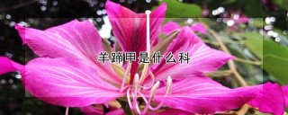 羊蹄甲是什么科,第1图