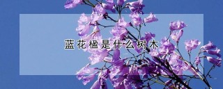 蓝花楹是什么树木,第1图