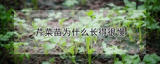 芹菜苗为什么长得很慢,第1图