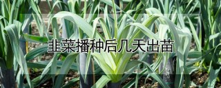 韭菜播种后几天出苗,第1图