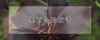 黑百合的花语,第1图