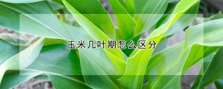 玉米几叶期怎么区分,第1图