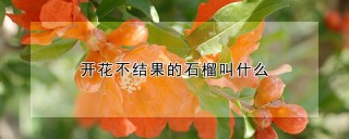 开花不结果的石榴叫什么,第1图