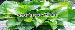 绿箩有毒吗,可以放家里吗,第1图