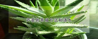 芦荟的养殖方法和浇水,第1图