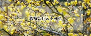 腊梅为什么不开花,第1图