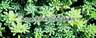 薄雪万年草的养殖方法和注意事项,第1图