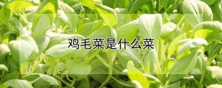 鸡毛菜是什么菜,第1图