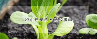 种小白菜的方法和步骤,第1图