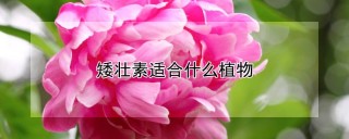 矮壮素适合什么植物,第1图