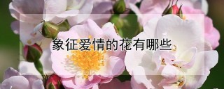 象征爱情的花有哪些,第1图