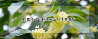 桂花种子的种植方法和注意事项,第1图