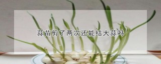 蒜苗剪了两次还能结大蒜吗,第1图