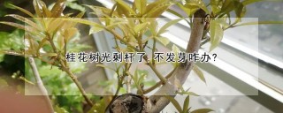 桂花树光剩杆了,不发芽咋办?,第1图