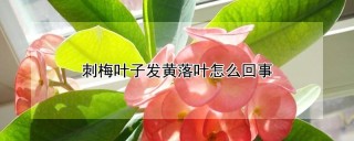 刺梅叶子发黄落叶怎么回事,第1图