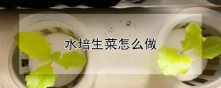 水培生菜怎么做,第1图