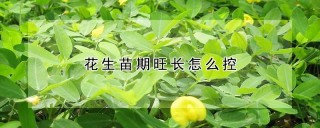 花生苗期旺长怎么控,第1图