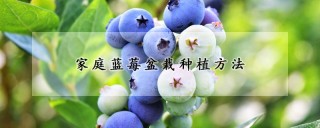 家庭蓝莓盆栽种植方法,第1图