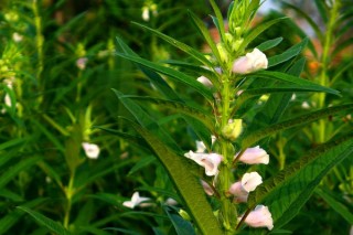 芝麻的种植方法,第2图