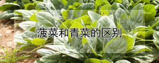 菠菜和青菜的区别,第1图