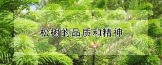 松树的品质和精神,第1图